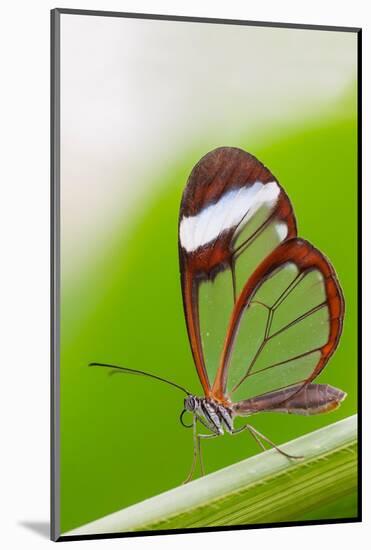 Glasswing butterfly resting on leaf-Edwin Giesbers-Mounted Photographic Print