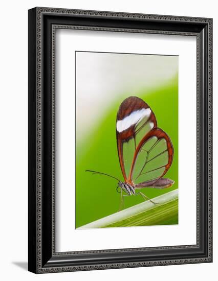 Glasswing butterfly resting on leaf-Edwin Giesbers-Framed Photographic Print