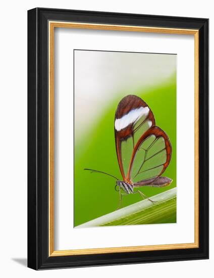 Glasswing butterfly resting on leaf-Edwin Giesbers-Framed Photographic Print