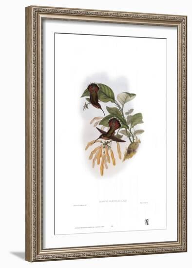 Glaucis Lanceolata, Hummingbirds-John Gould-Framed Art Print