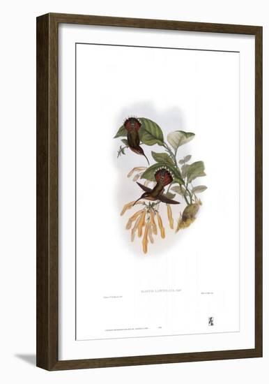 Glaucis Lanceolata, Hummingbirds-John Gould-Framed Art Print