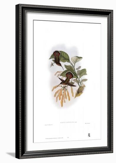 Glaucis Lanceolata, Hummingbirds-John Gould-Framed Art Print