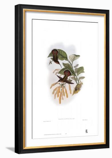 Glaucis Lanceolata, Hummingbirds-John Gould-Framed Art Print
