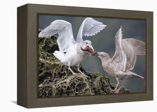 Glaucous-Winged Gull Adult and Juvenile Spar over an Ochre Sea Star in Chuckanut Bay, Puget Sound-Gary Luhm-Framed Premier Image Canvas