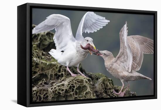 Glaucous-Winged Gull Adult and Juvenile Spar over an Ochre Sea Star in Chuckanut Bay, Puget Sound-Gary Luhm-Framed Premier Image Canvas