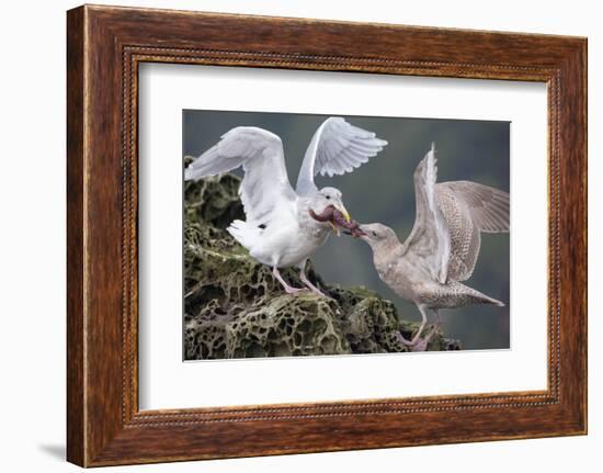 Glaucous-Winged Gull Adult and Juvenile Spar over an Ochre Sea Star in Chuckanut Bay, Puget Sound-Gary Luhm-Framed Photographic Print