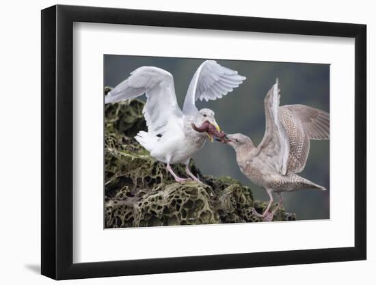 Glaucous-Winged Gull Adult and Juvenile Spar over an Ochre Sea Star in Chuckanut Bay, Puget Sound-Gary Luhm-Framed Photographic Print