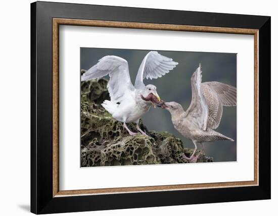 Glaucous-Winged Gull Adult and Juvenile Spar over an Ochre Sea Star in Chuckanut Bay, Puget Sound-Gary Luhm-Framed Photographic Print