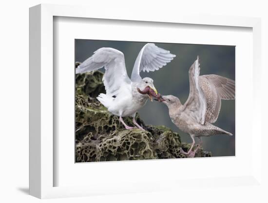 Glaucous-Winged Gull Adult and Juvenile Spar over an Ochre Sea Star in Chuckanut Bay, Puget Sound-Gary Luhm-Framed Photographic Print