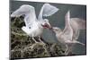 Glaucous-Winged Gull Adult and Juvenile Spar over an Ochre Sea Star in Chuckanut Bay, Puget Sound-Gary Luhm-Mounted Photographic Print