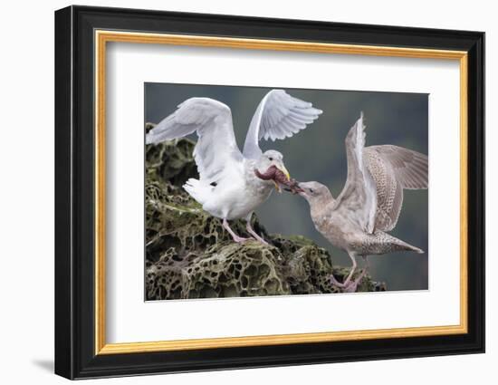 Glaucous-Winged Gull Adult and Juvenile Spar over an Ochre Sea Star in Chuckanut Bay, Puget Sound-Gary Luhm-Framed Photographic Print