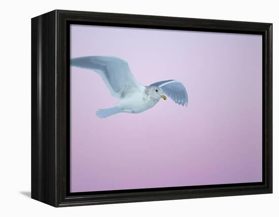 Glaucous-Winged Gull Flying Against Pre-Dawn Sky, Homer, Alaska, USA-Arthur Morris-Framed Premier Image Canvas