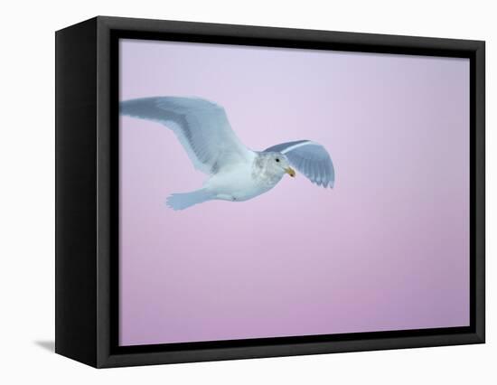 Glaucous-Winged Gull Flying Against Pre-Dawn Sky, Homer, Alaska, USA-Arthur Morris-Framed Premier Image Canvas