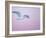 Glaucous-Winged Gull Flying Against Pre-Dawn Sky, Homer, Alaska, USA-Arthur Morris-Framed Photographic Print