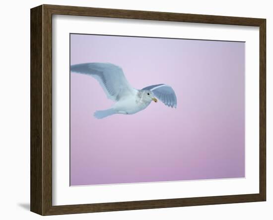 Glaucous-Winged Gull Flying Against Pre-Dawn Sky, Homer, Alaska, USA-Arthur Morris-Framed Photographic Print