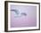 Glaucous-Winged Gull Flying Against Pre-Dawn Sky, Homer, Alaska, USA-Arthur Morris-Framed Photographic Print