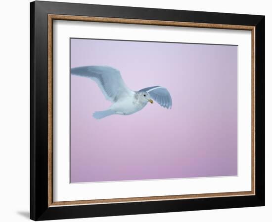 Glaucous-Winged Gull Flying Against Pre-Dawn Sky, Homer, Alaska, USA-Arthur Morris-Framed Photographic Print