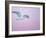 Glaucous-Winged Gull Flying Against Pre-Dawn Sky, Homer, Alaska, USA-Arthur Morris-Framed Photographic Print