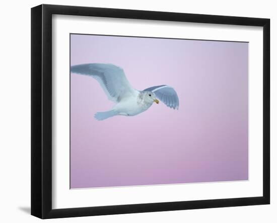 Glaucous-Winged Gull Flying Against Pre-Dawn Sky, Homer, Alaska, USA-Arthur Morris-Framed Photographic Print