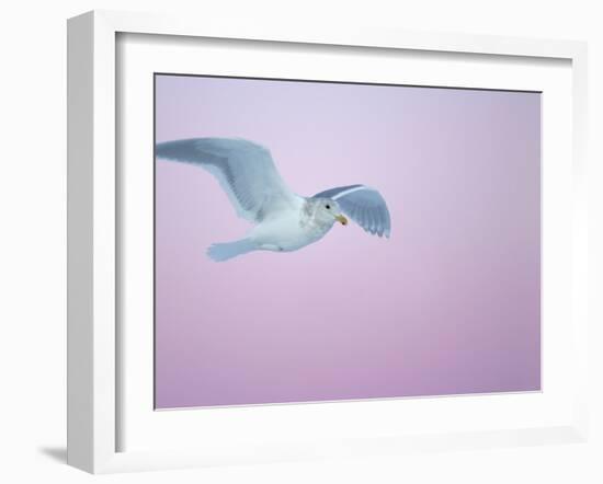 Glaucous-Winged Gull Flying Against Pre-Dawn Sky, Homer, Alaska, USA-Arthur Morris-Framed Photographic Print