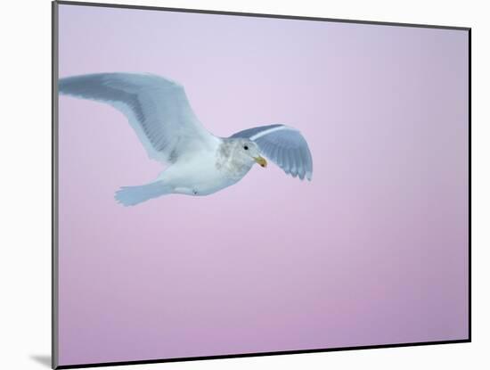Glaucous-Winged Gull Flying Against Pre-Dawn Sky, Homer, Alaska, USA-Arthur Morris-Mounted Photographic Print