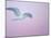 Glaucous-Winged Gull Flying Against Pre-Dawn Sky, Homer, Alaska, USA-Arthur Morris-Mounted Photographic Print