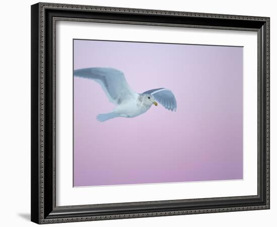 Glaucous-Winged Gull Flying Against Pre-Dawn Sky, Homer, Alaska, USA-Arthur Morris-Framed Photographic Print