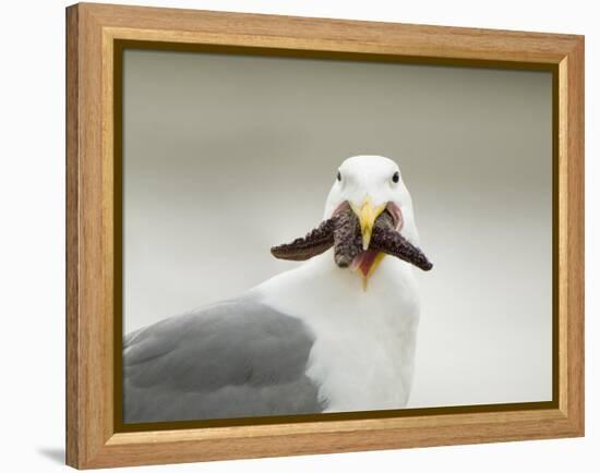 Glaucous-Winged Gull with Purple Sea Star, Stanley Park, British Columbia, Canada-Paul Colangelo-Framed Premier Image Canvas