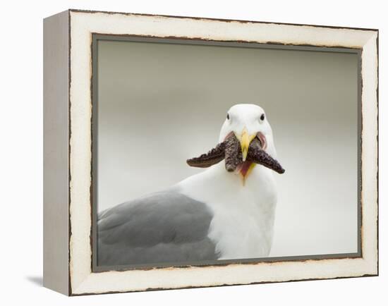 Glaucous-Winged Gull with Purple Sea Star, Stanley Park, British Columbia, Canada-Paul Colangelo-Framed Premier Image Canvas