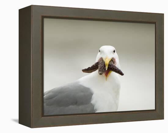 Glaucous-Winged Gull with Purple Sea Star, Stanley Park, British Columbia, Canada-Paul Colangelo-Framed Premier Image Canvas