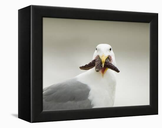 Glaucous-Winged Gull with Purple Sea Star, Stanley Park, British Columbia, Canada-Paul Colangelo-Framed Premier Image Canvas