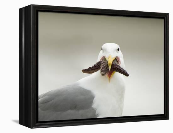 Glaucous-Winged Gull with Purple Sea Star, Stanley Park, British Columbia, Canada-Paul Colangelo-Framed Premier Image Canvas