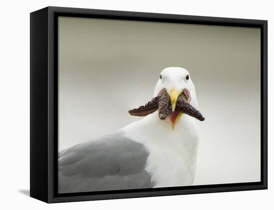 Glaucous-Winged Gull with Purple Sea Star, Stanley Park, British Columbia, Canada-Paul Colangelo-Framed Premier Image Canvas