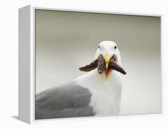 Glaucous-Winged Gull with Purple Sea Star, Stanley Park, British Columbia, Canada-Paul Colangelo-Framed Premier Image Canvas