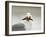 Glaucous-Winged Gull with Purple Sea Star, Stanley Park, British Columbia, Canada-Paul Colangelo-Framed Photographic Print