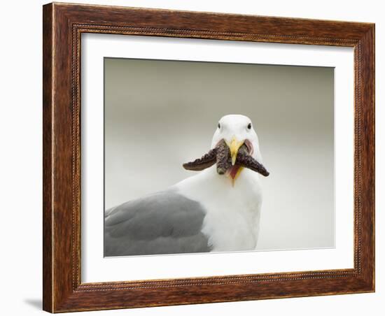 Glaucous-Winged Gull with Purple Sea Star, Stanley Park, British Columbia, Canada-Paul Colangelo-Framed Photographic Print
