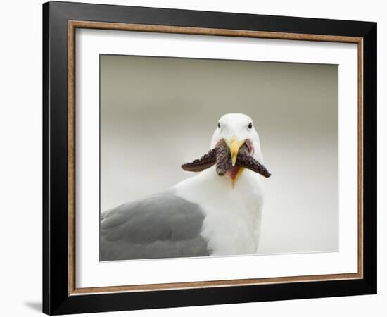 Glaucous-Winged Gull with Purple Sea Star, Stanley Park, British Columbia, Canada-Paul Colangelo-Framed Photographic Print