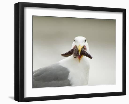 Glaucous-Winged Gull with Purple Sea Star, Stanley Park, British Columbia, Canada-Paul Colangelo-Framed Photographic Print