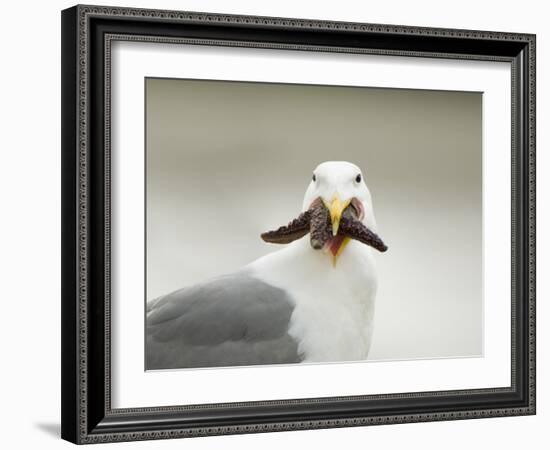 Glaucous-Winged Gull with Purple Sea Star, Stanley Park, British Columbia, Canada-Paul Colangelo-Framed Photographic Print