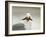 Glaucous-Winged Gull with Purple Sea Star, Stanley Park, British Columbia, Canada-Paul Colangelo-Framed Photographic Print