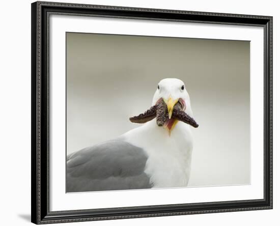 Glaucous-Winged Gull with Purple Sea Star, Stanley Park, British Columbia, Canada-Paul Colangelo-Framed Photographic Print