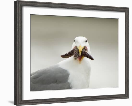 Glaucous-Winged Gull with Purple Sea Star, Stanley Park, British Columbia, Canada-Paul Colangelo-Framed Photographic Print