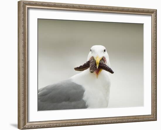 Glaucous-Winged Gull with Purple Sea Star, Stanley Park, British Columbia, Canada-Paul Colangelo-Framed Photographic Print