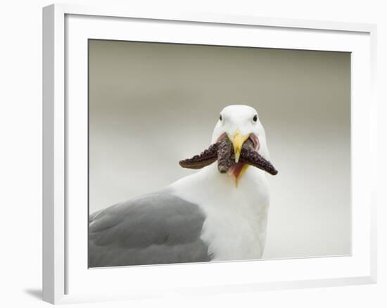 Glaucous-Winged Gull with Purple Sea Star, Stanley Park, British Columbia, Canada-Paul Colangelo-Framed Photographic Print