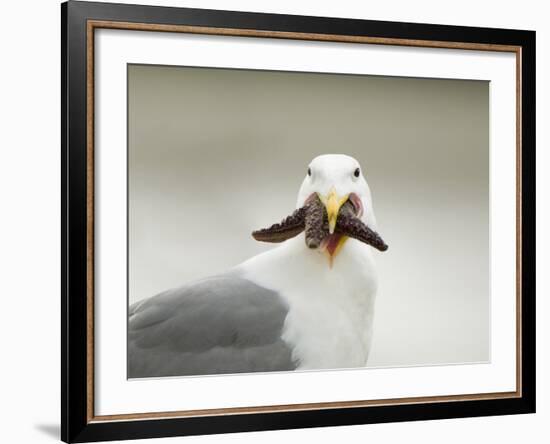 Glaucous-Winged Gull with Purple Sea Star, Stanley Park, British Columbia, Canada-Paul Colangelo-Framed Photographic Print