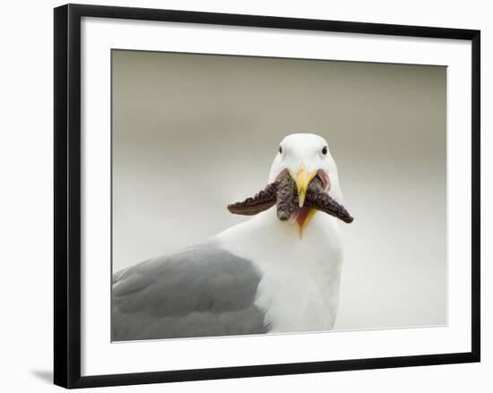 Glaucous-Winged Gull with Purple Sea Star, Stanley Park, British Columbia, Canada-Paul Colangelo-Framed Photographic Print