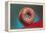 Glazed Donut, Retro-null-Framed Stretched Canvas