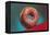 Glazed Donut, Retro-null-Framed Stretched Canvas