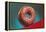 Glazed Donut, Retro-null-Framed Stretched Canvas