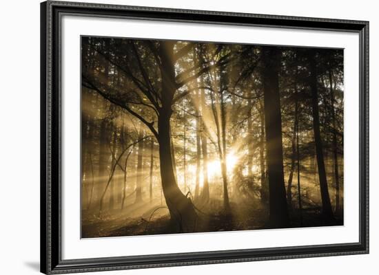 Gleaming Through-Lee Frost-Framed Giclee Print